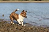 CORGI CARDIGAN 145